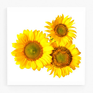 해바라기 사진 그림 액자 sunflower 3