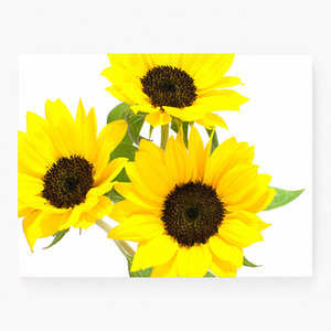 해바라기 사진 그림 액자 sunflower 5