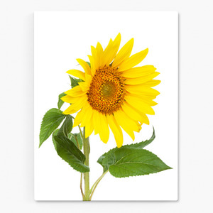 해바라기 사진 그림 액자 sunflower 6