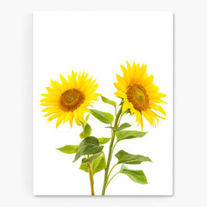 해바라기 사진 그림 액자 sunflower 8