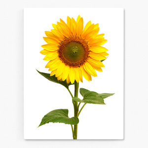 해바라기 사진 그림 액자 sunflower 9
