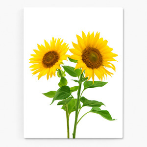 해바라기 사진 그림 액자 sunflower 11