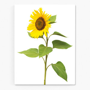 해바라기 사진 그림 액자 sunflower 13