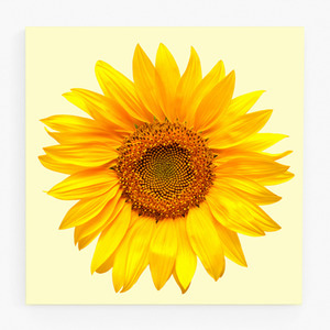 해바라기 사진 그림 액자 sunflower 16
