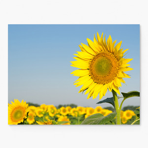 해바라기 사진 그림 액자 sunflower 20