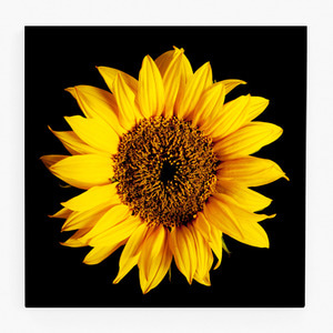 해바라기 사진 그림 액자 sunflower 25