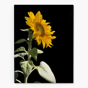 해바라기 사진 그림 액자 sunflower 26