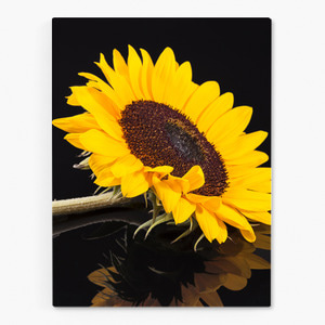 해바라기 사진 그림 액자 sunflower 27