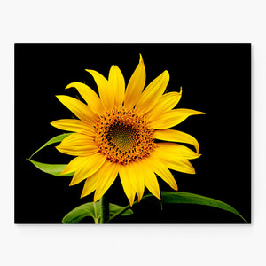 해바라기 사진 그림 액자 sunflower 28