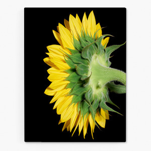 해바라기 사진 그림 액자 sunflower 29