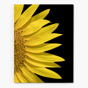 해바라기 사진 그림 액자 sunflower 30