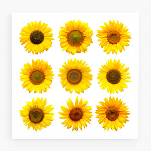 해바라기 사진 그림 액자 sunflower 31