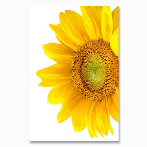 해바라기 사진 그림 액자 sunflower 2